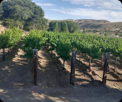 June 2024 Grapevines